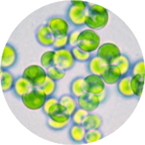 Pictures of Chlorella