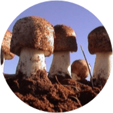 Pictures of Agaricus