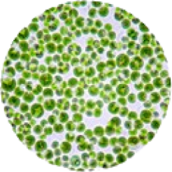 Untreated whole cell wall chlorella