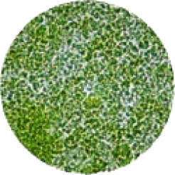 Pulverized cell wall chlorella