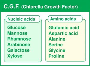 C. G. F. (Chlorella Growth Factor)― The most valuable substance in chlorella ―