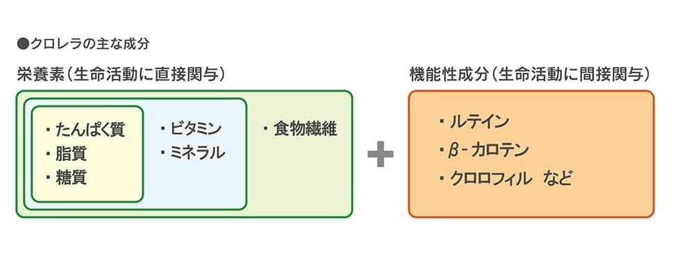 豊富な栄養素と機能性成分を含むスーパーフードクロレラ