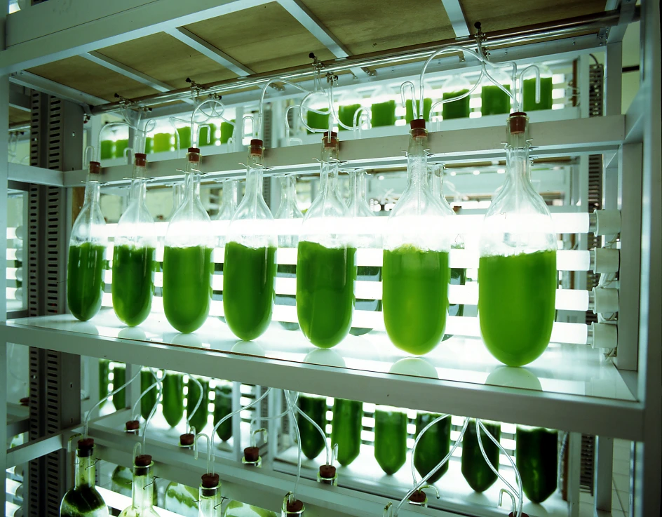 DYNO-Mill process improving chlorella pyrenoidosa absorption