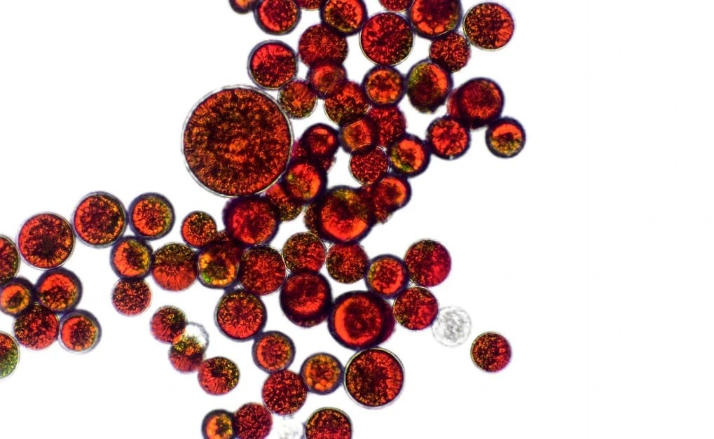 Astaxanthin cells close look
