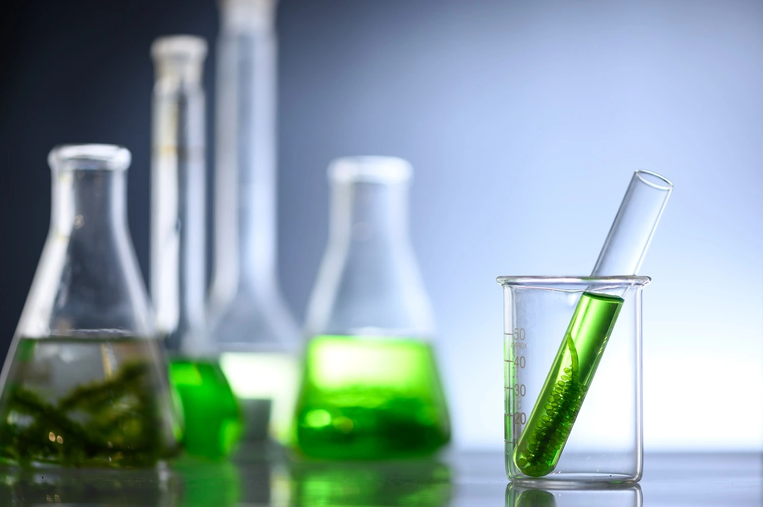 Analyzing the quality of different algae in a laboratory