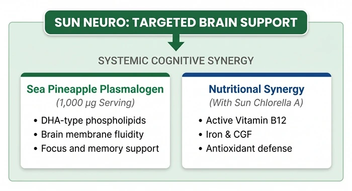 Plasmalogens and Cellular Vitality: Supporting Cognitive Health Through Active Aging