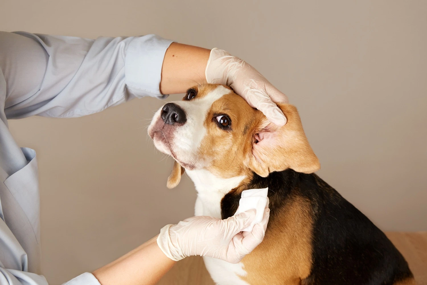 A veterinary professional examining a healthy Beagles ear and skin condition in a bright clinical setting