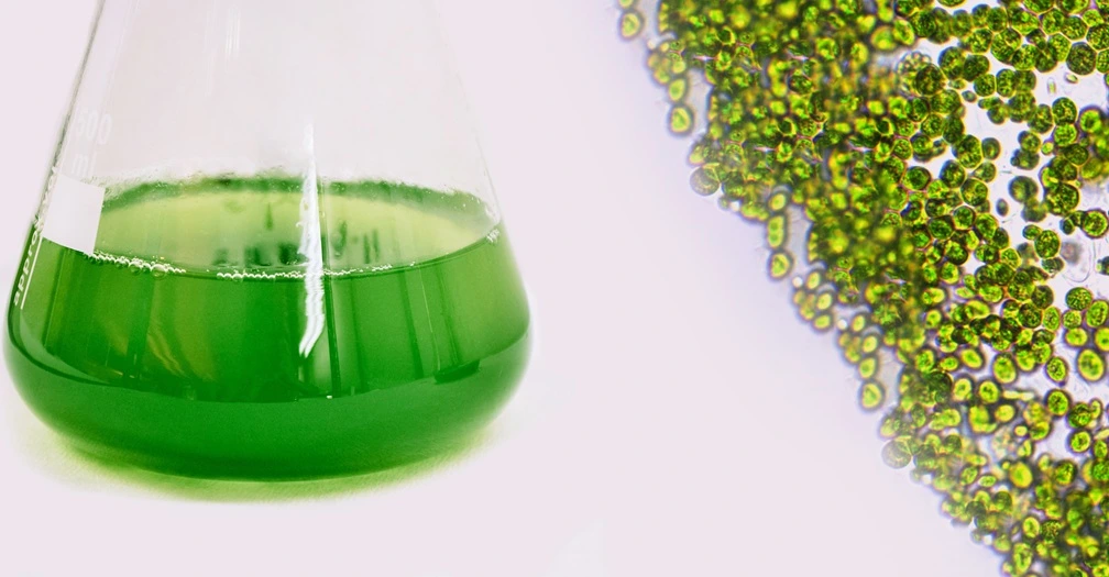 Chlorella microalgae viewed under a microscope alongside a green culture sample
